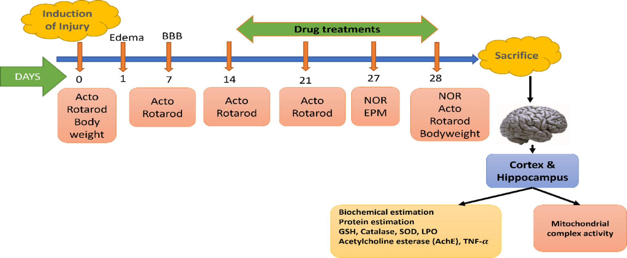Neuroprotective mechanism of syringic acid targeting oxidative damage and neuroinflammation in an experimental model of traumatic brain injury