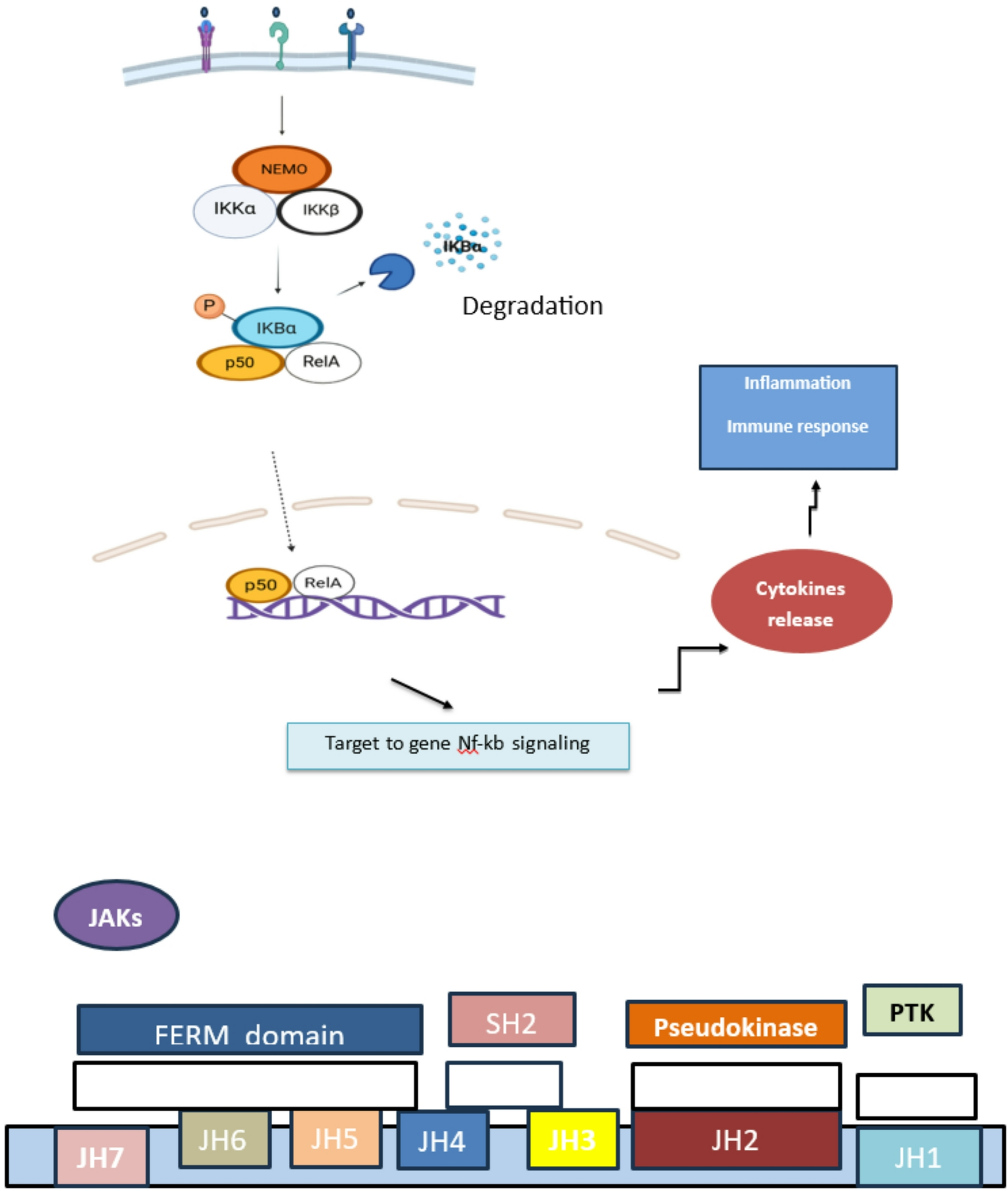 Molecular mechanisms and risk factors in rheumatoid arthritis: a comprehensive review