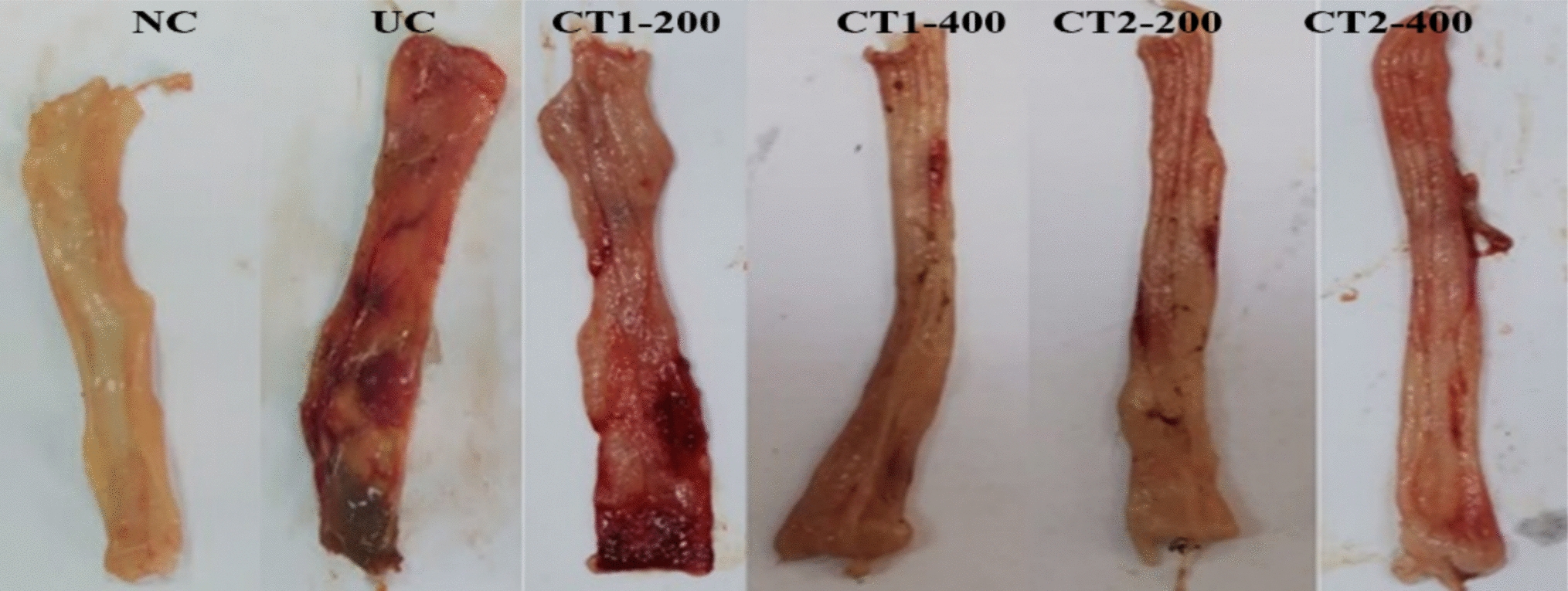 Unveiling phytoconstituents and the anti-inflammatory potential of  L. in ulcerative colitis: A focus on the PPARγ/SIRT1 axis