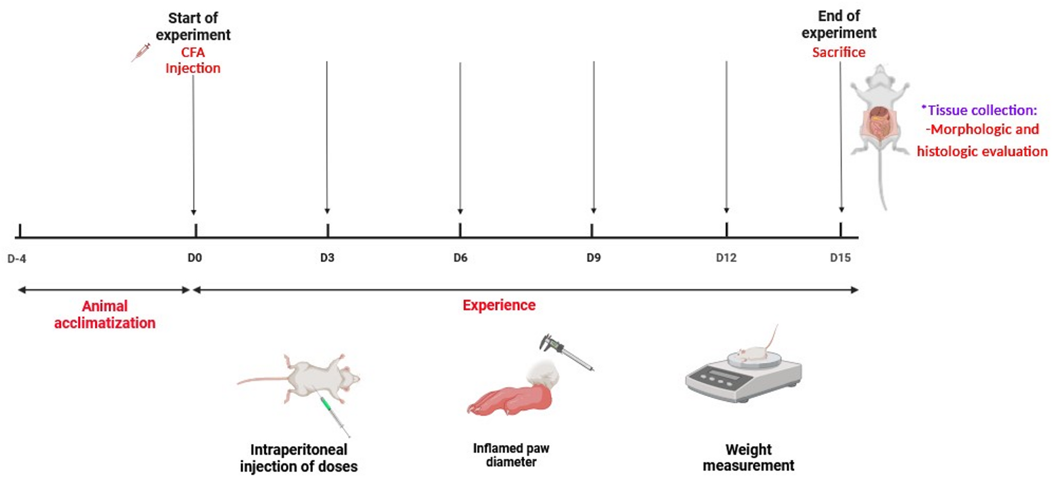 Dual anti-inflammatory and immunomodulatory effects of clove essential oil and eugenol: targeting neutrophil functions and experimental arthritis