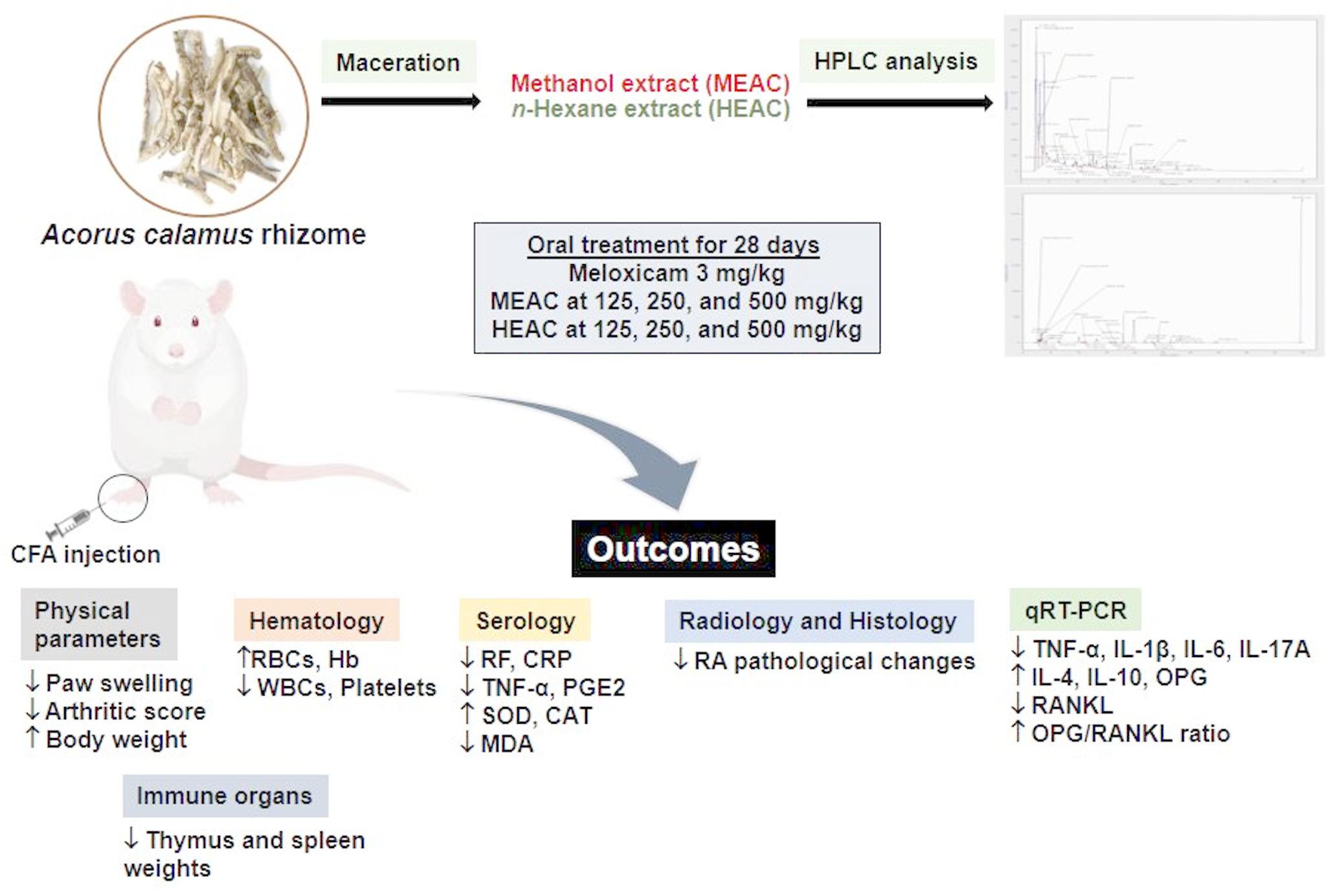 Anti-arthritic appraisal of  L. extracts in complete Freund’s adjuvant‑induced arthritic Wistar rats  regulating inflammatory cytokines and OPG/RANKL pathway
