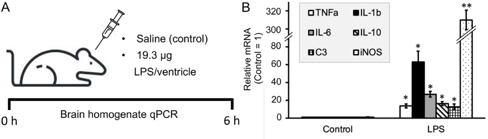 Inhibitor of hyaluronic acid synthesis 4-methylumbelliferone (4-MU) as a potential anti-inflammatory substance in acute neuroinflammation model in vivo