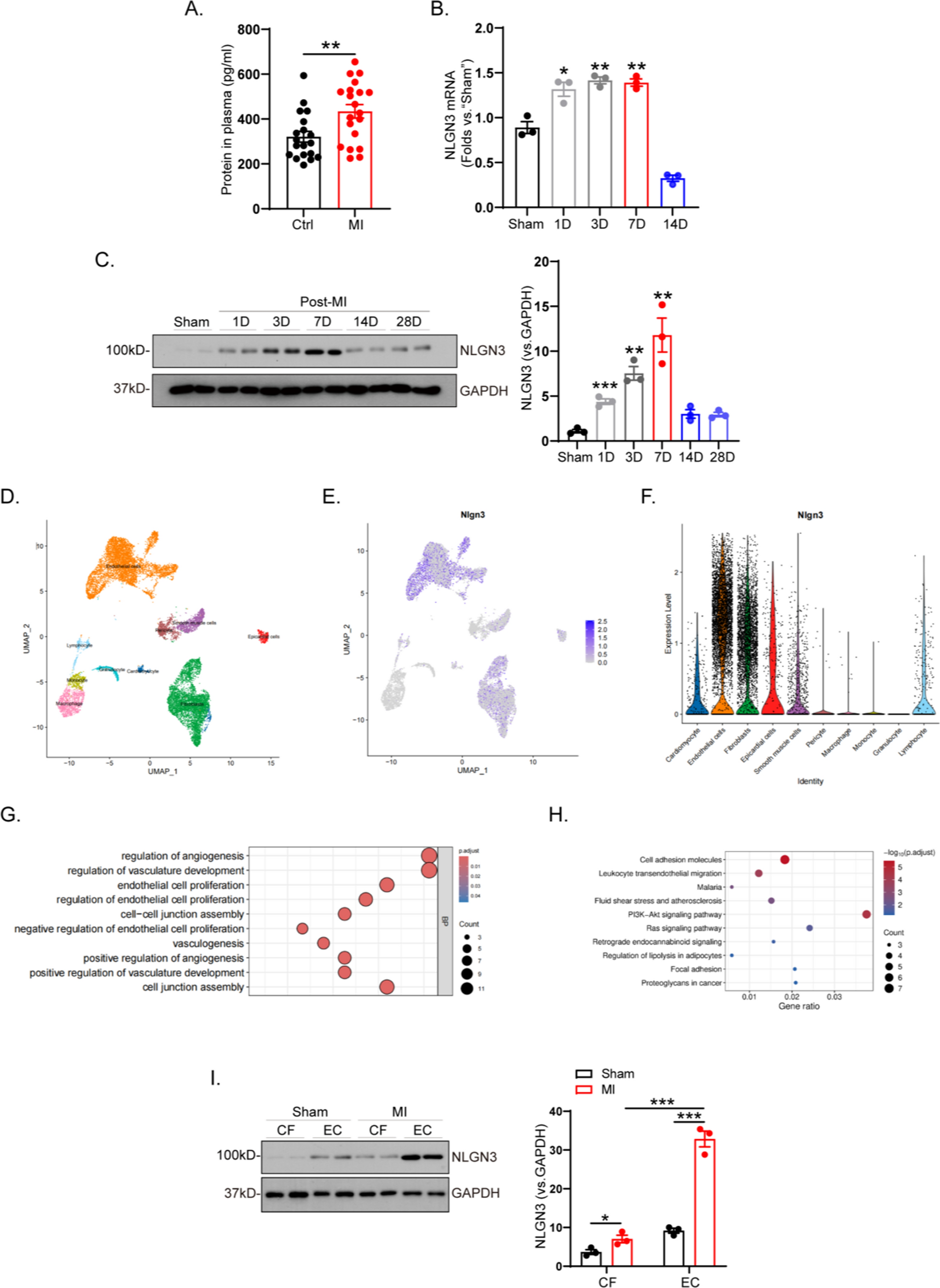 NLGN3 contributes to angiogenesis in myocardial infarction via activation of the Gαi1/3-Akt pathway