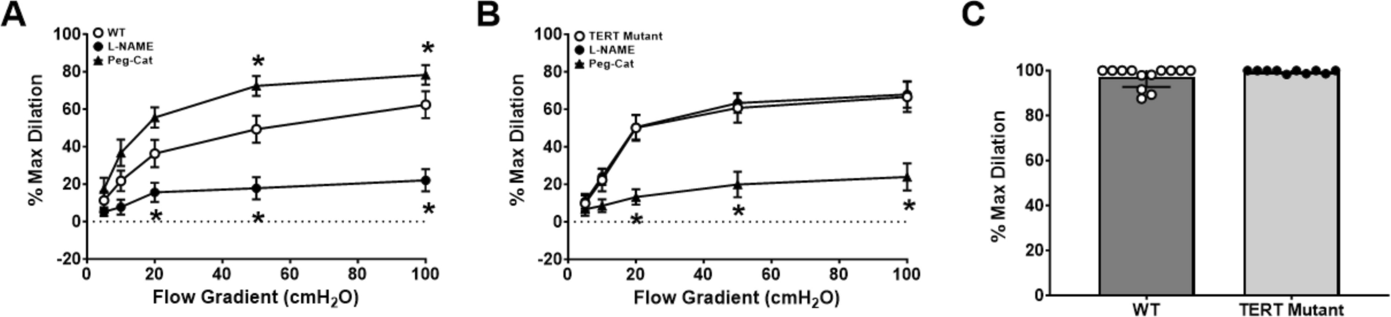 Autophagy modulates the mechanism of flow-mediated dilation upstream of telomerase
