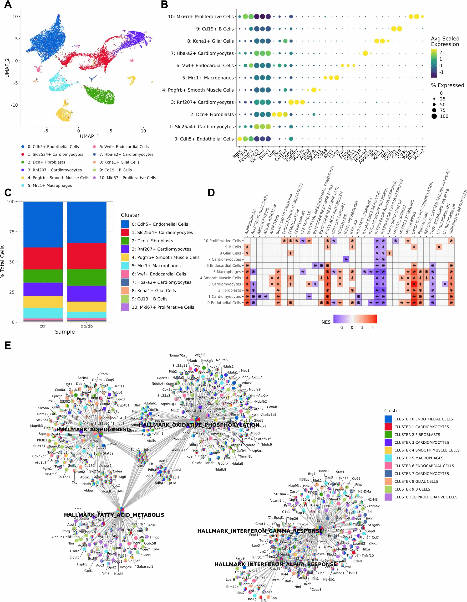 Single cell and spatial transcriptomic profiling of the type 2 diabetic coronary microcirculation and myocardium