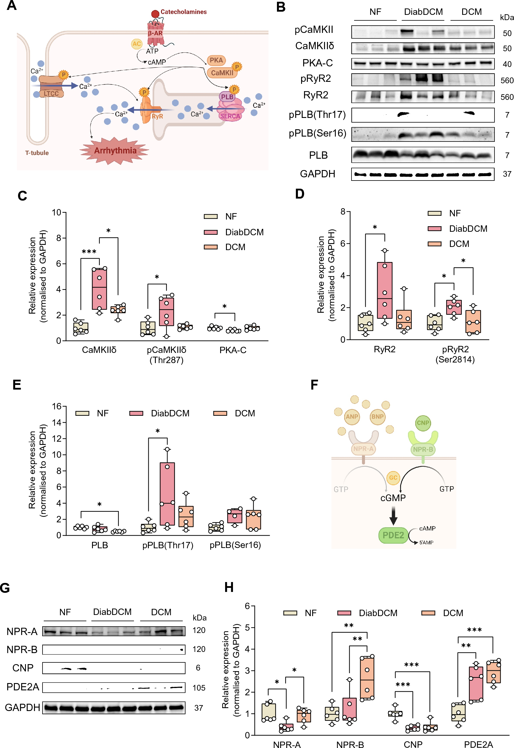The CNP analogue vosoritide mediates PDE2-sensitive anti-arrhythmogenic effects in mouse hearts with STZ-induced type 1 diabetes