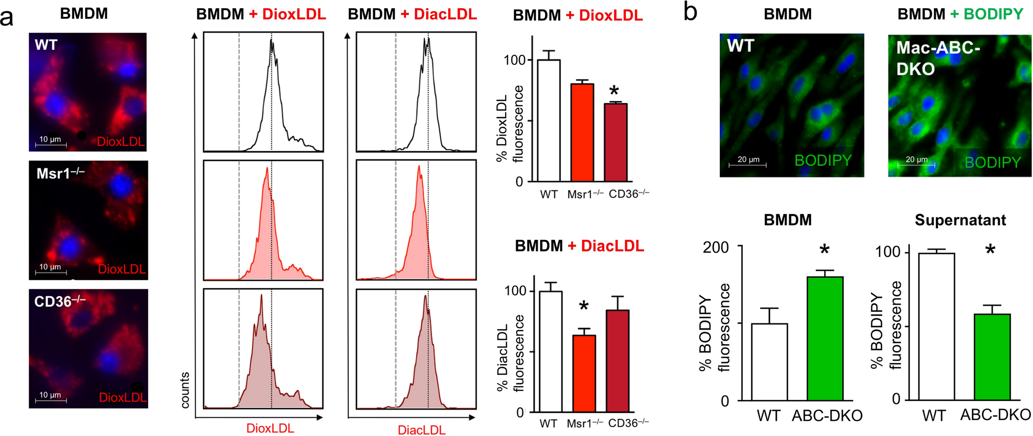 NLRP3 mediates lipid-driven macrophage proliferation in established atherosclerosis