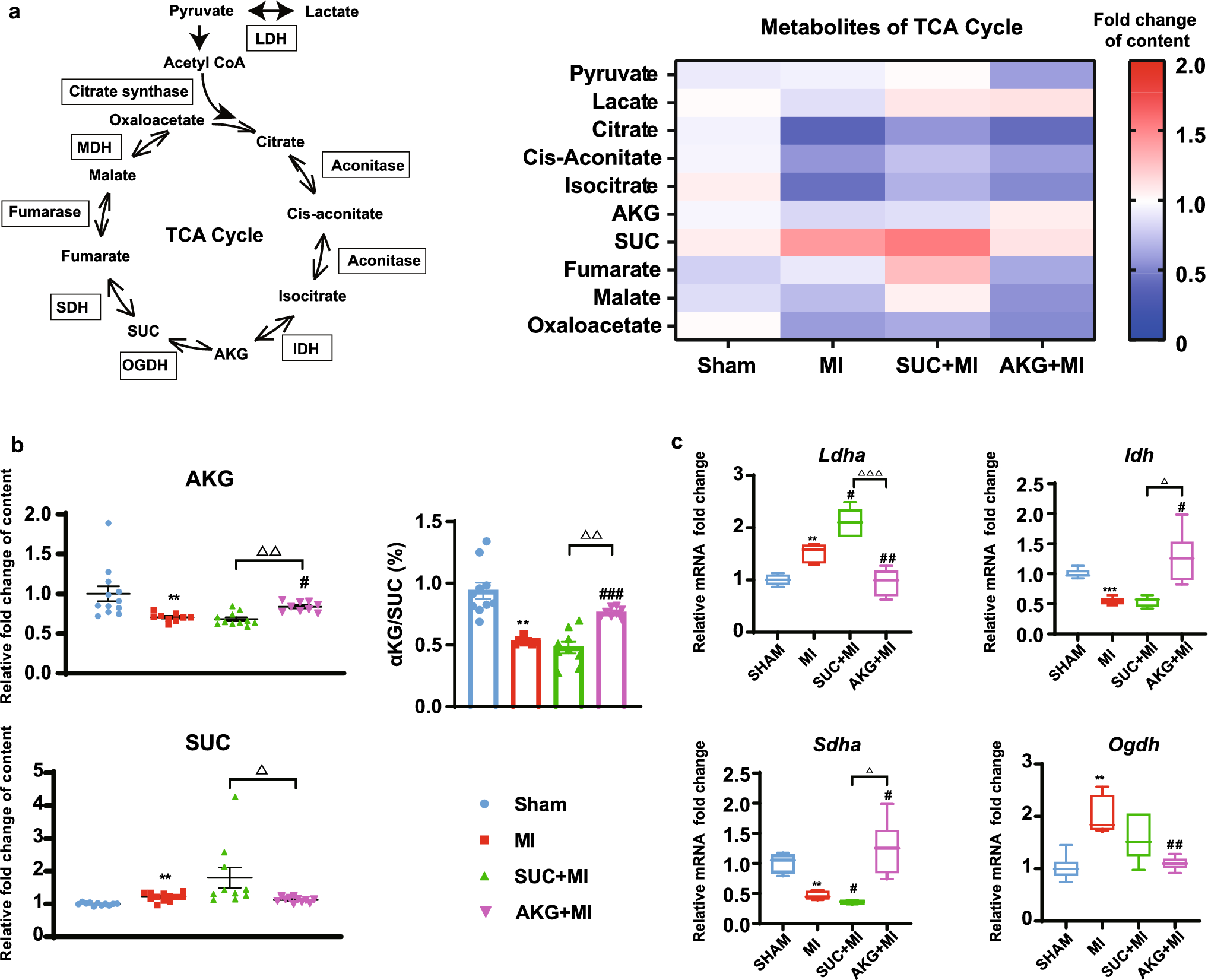 Alpha-ketoglutarate protects against myocardial infarction via FTO-mediated anti-inflammatory macrophage activation