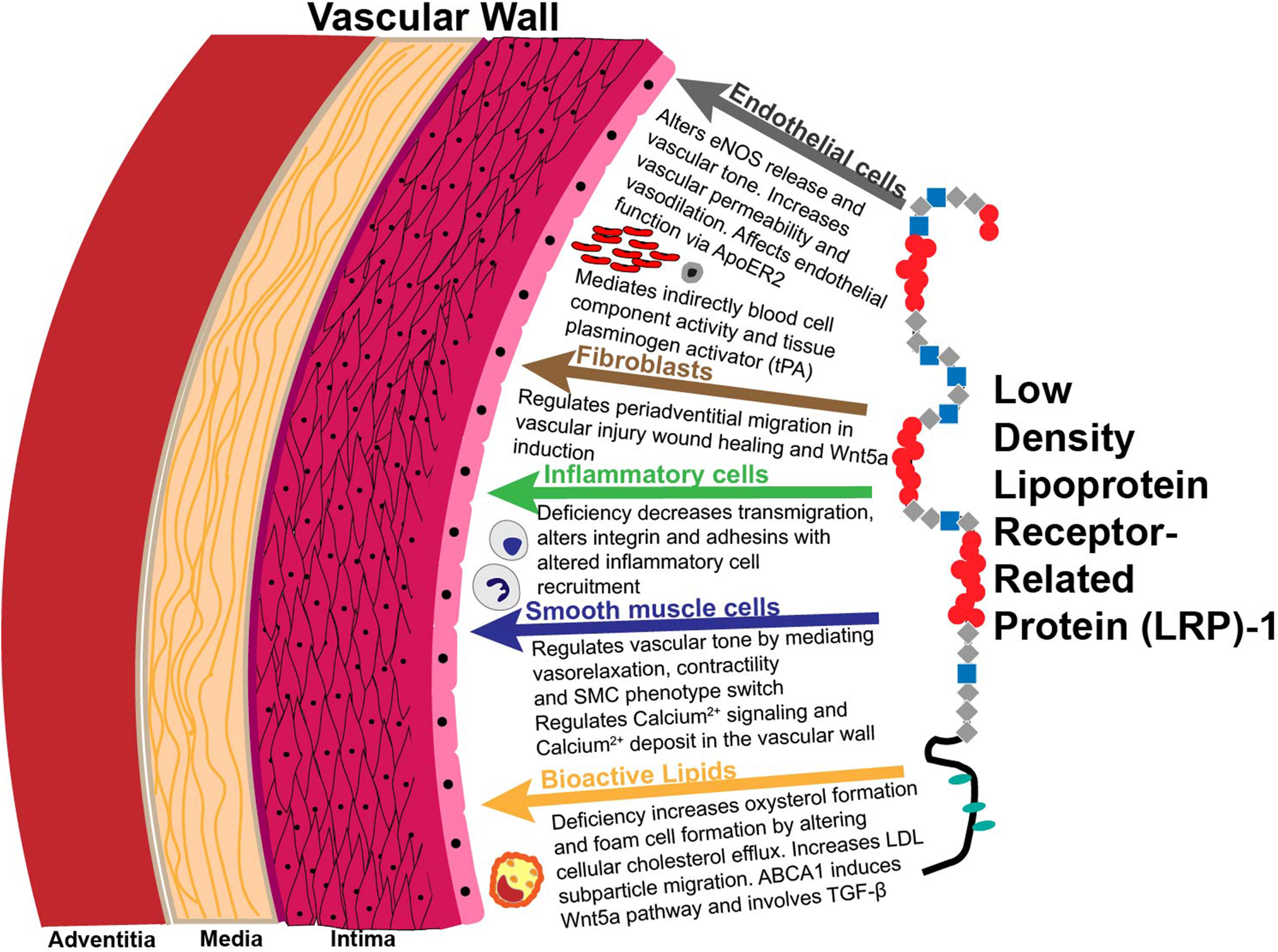 LRP1 in the Vascular Wall
