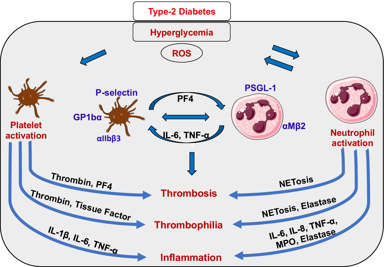 Platelet-Neutrophil Interactions and Thrombo-inflammatory Complications in Type 2 Diabetes Mellitus