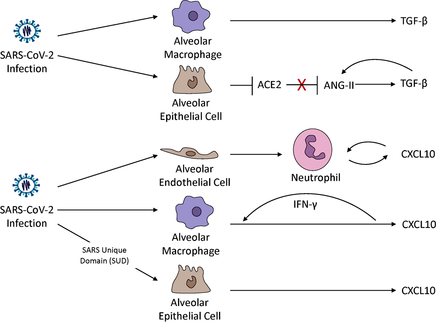 Chemokine-Based Therapeutics for the Treatment of Inflammatory and Fibrotic Convergent Pathways in COVID-19
