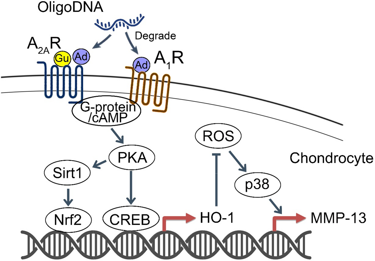 Adenosine and guanosine-based oligonucleotides-loaded PLGA nanoparticles attenuates progression of surgically induced osteoarthritis