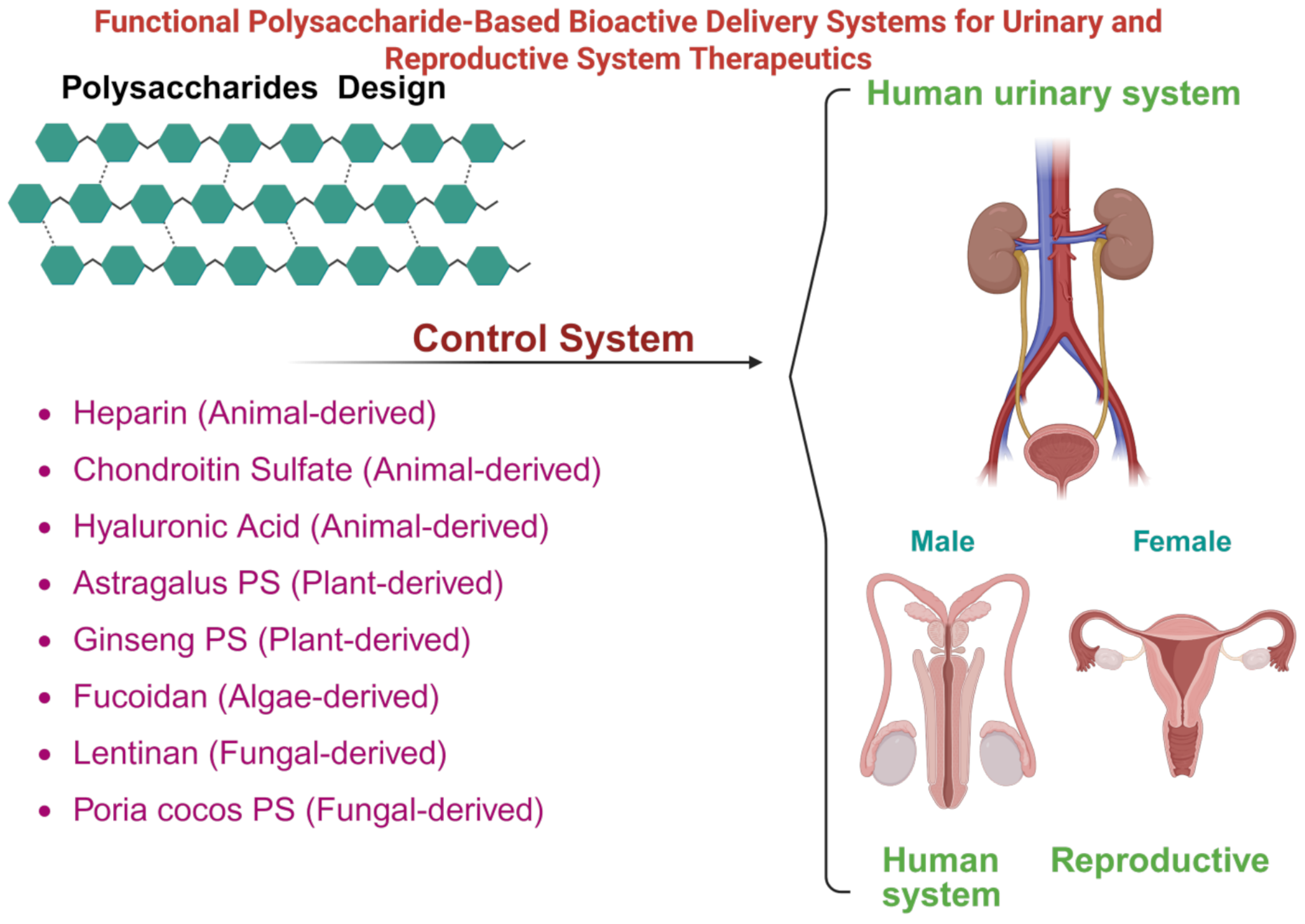 Functional polysaccharide-based bioactive delivery systems for urinary and reproductive system therapeutics