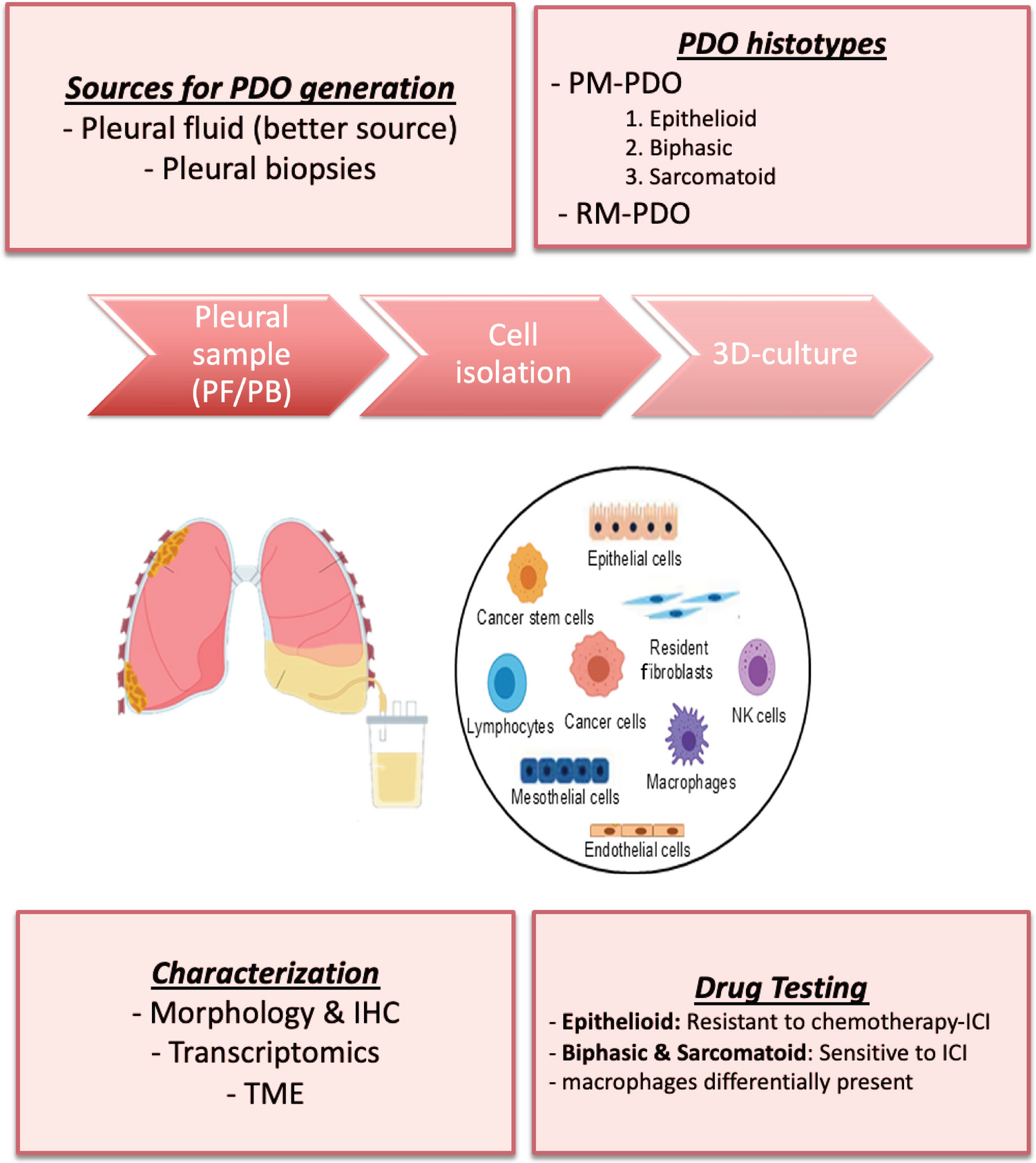 Advancing Precision Medicine in Malignant Pleural Mesothelioma: The Emerging Role of Patient-Derived Organoids