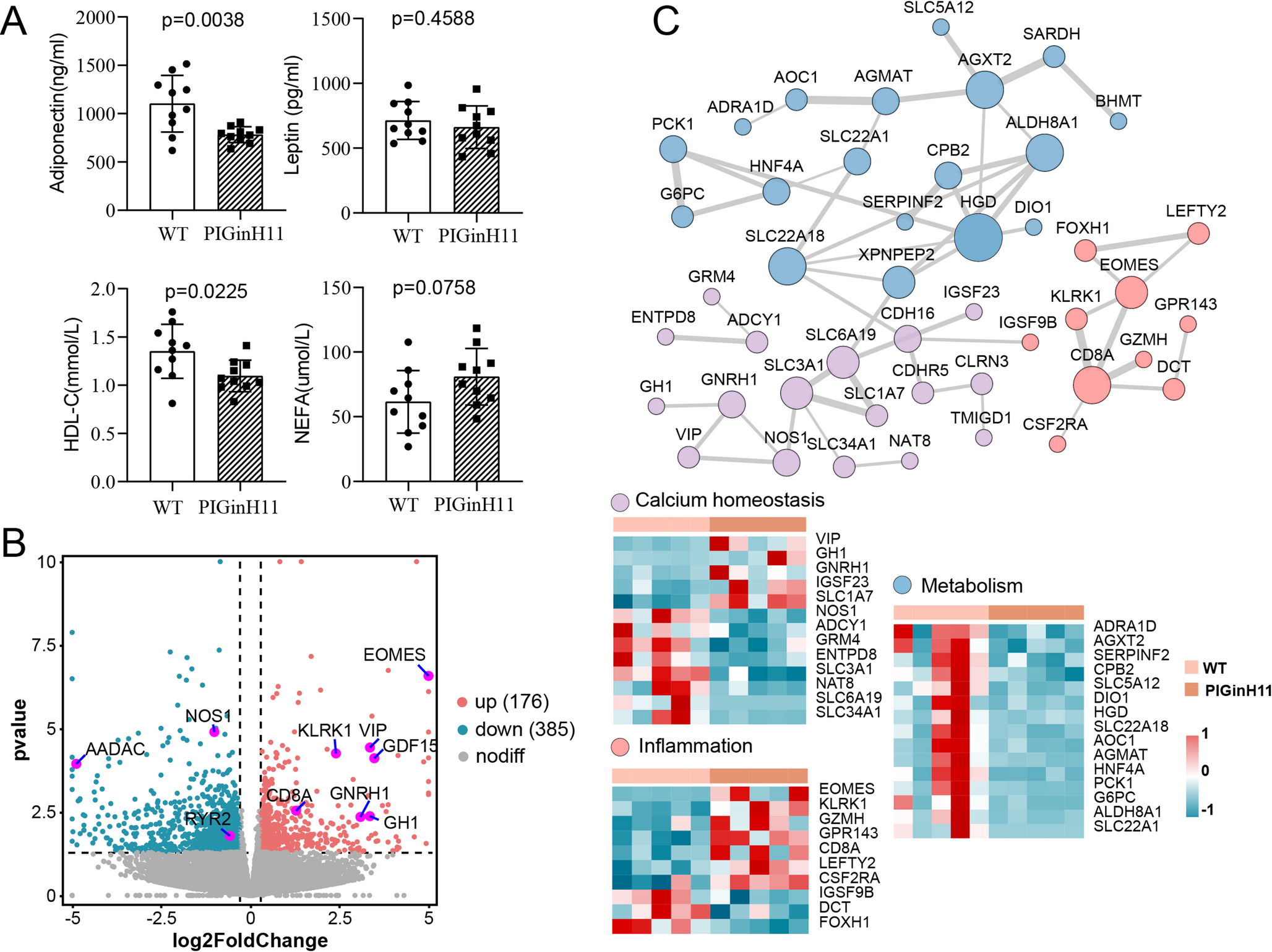 Characterizing hypothalamic damage patterns in pigs with metabolic disorders by transcriptome analysis