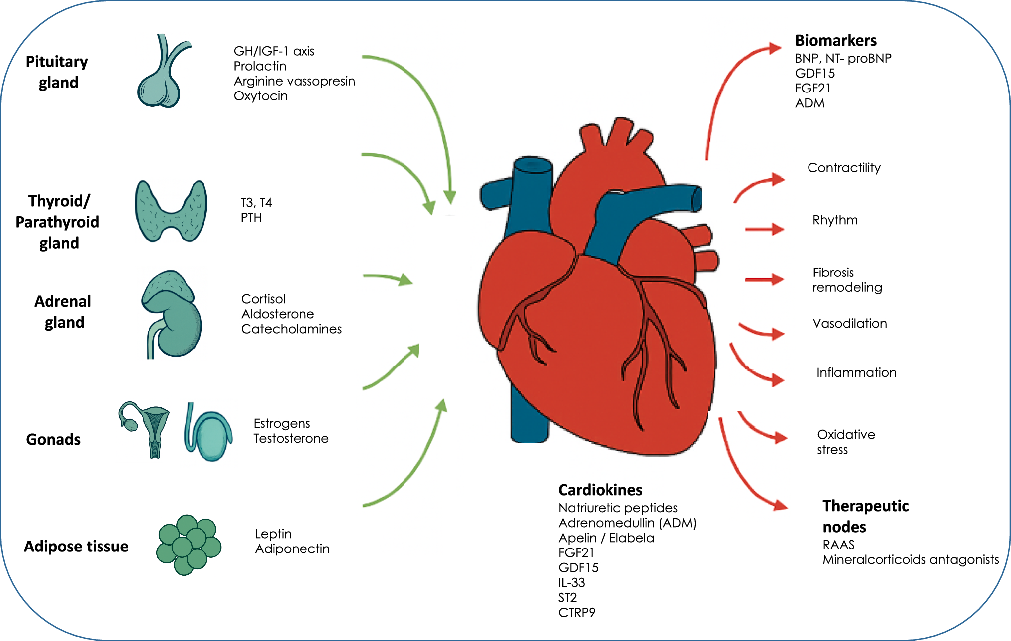 Hormonal crossroads of the heart: from classic endocrine regulation to cardiac hormone secretion: an updated review