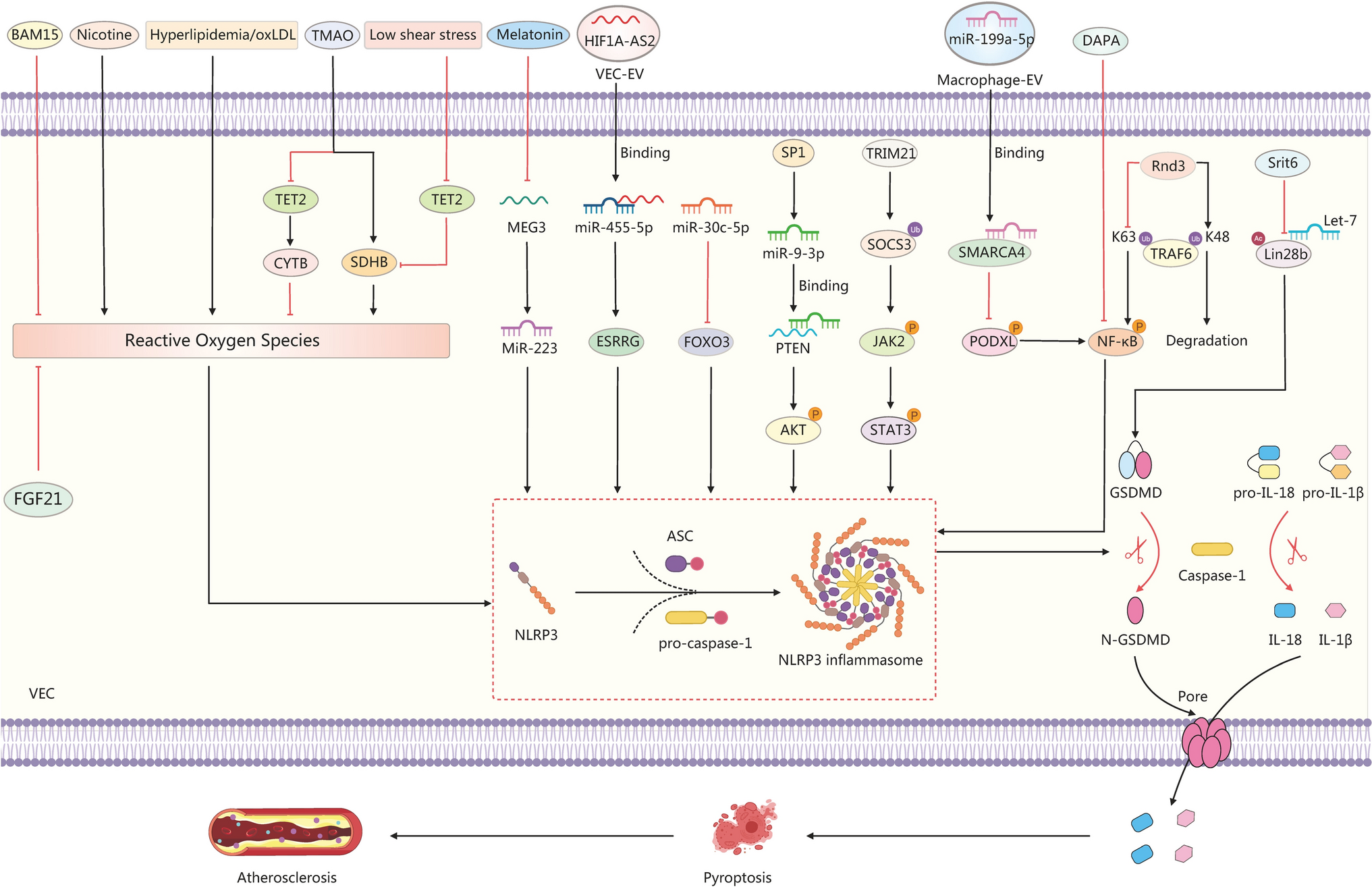 Targeting pyroptosis in atherosclerosis: emerging pharmacologic strategies and natural compound-based therapeutics—a narrative review