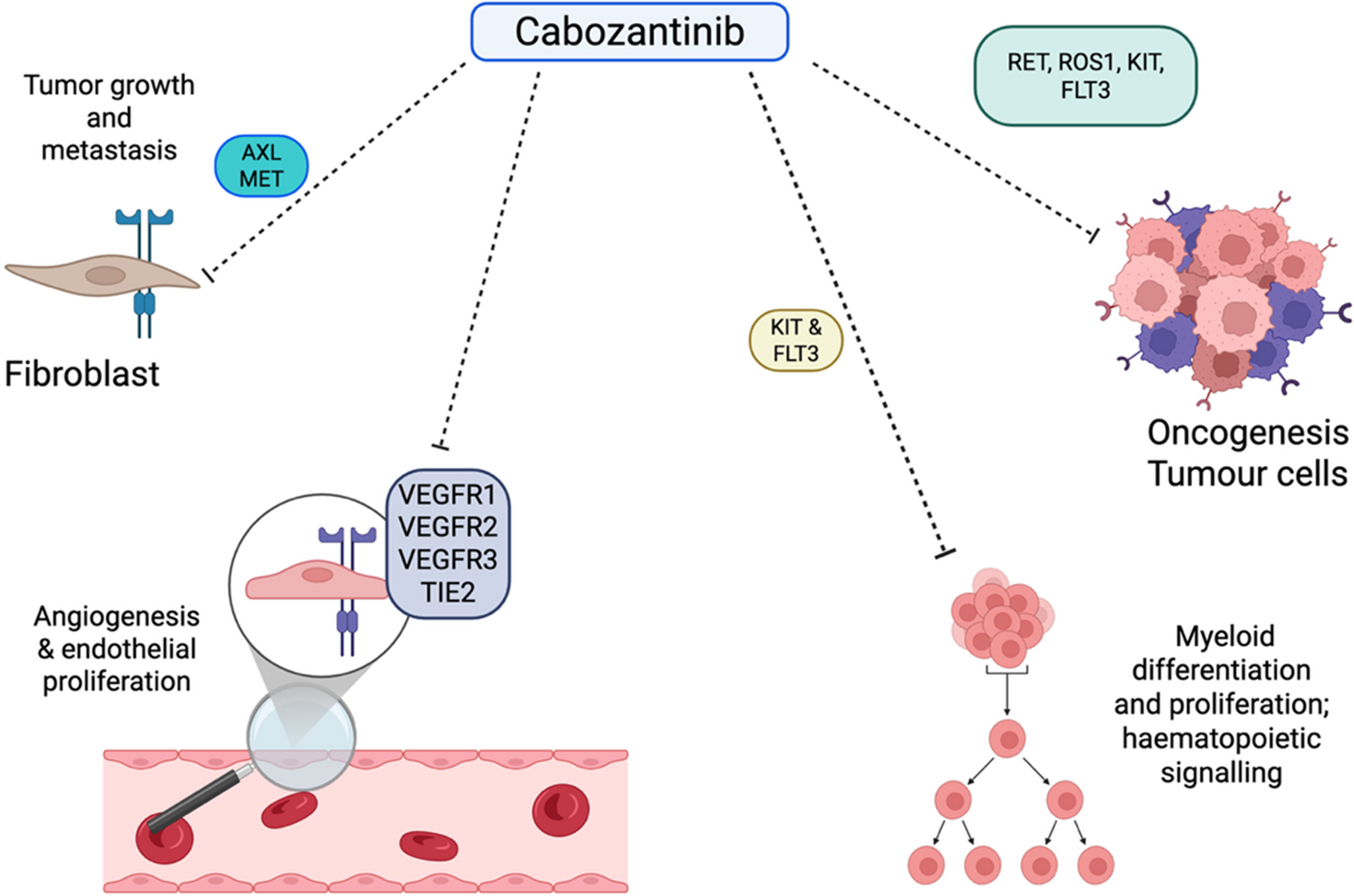The Utility of Cabozantinib in the Therapy of Endocrine Tumours