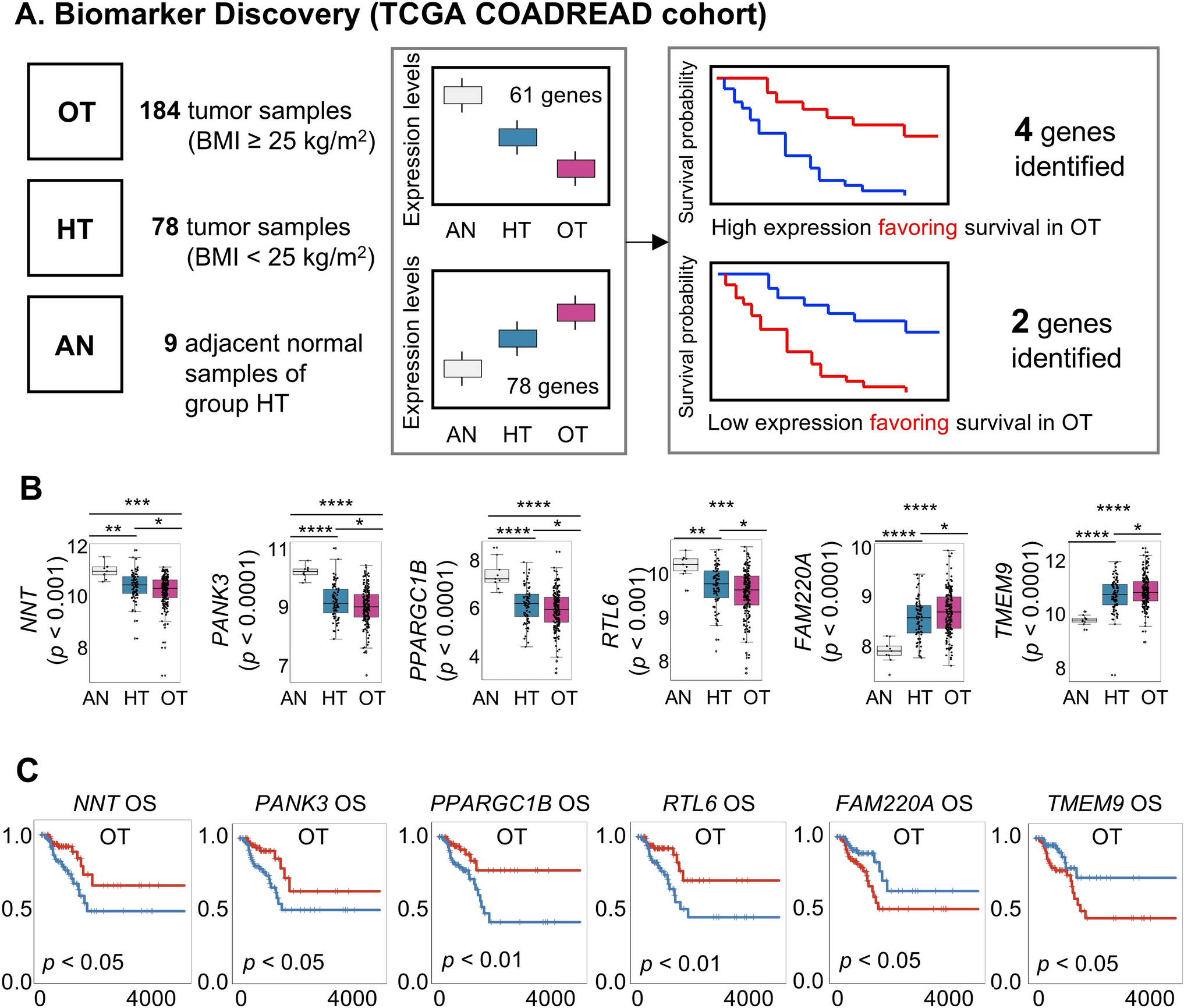 Multi-modal molecular and spatial profiling reveals NNT as a prognostic biomarker in obesity-associated colorectal cancer