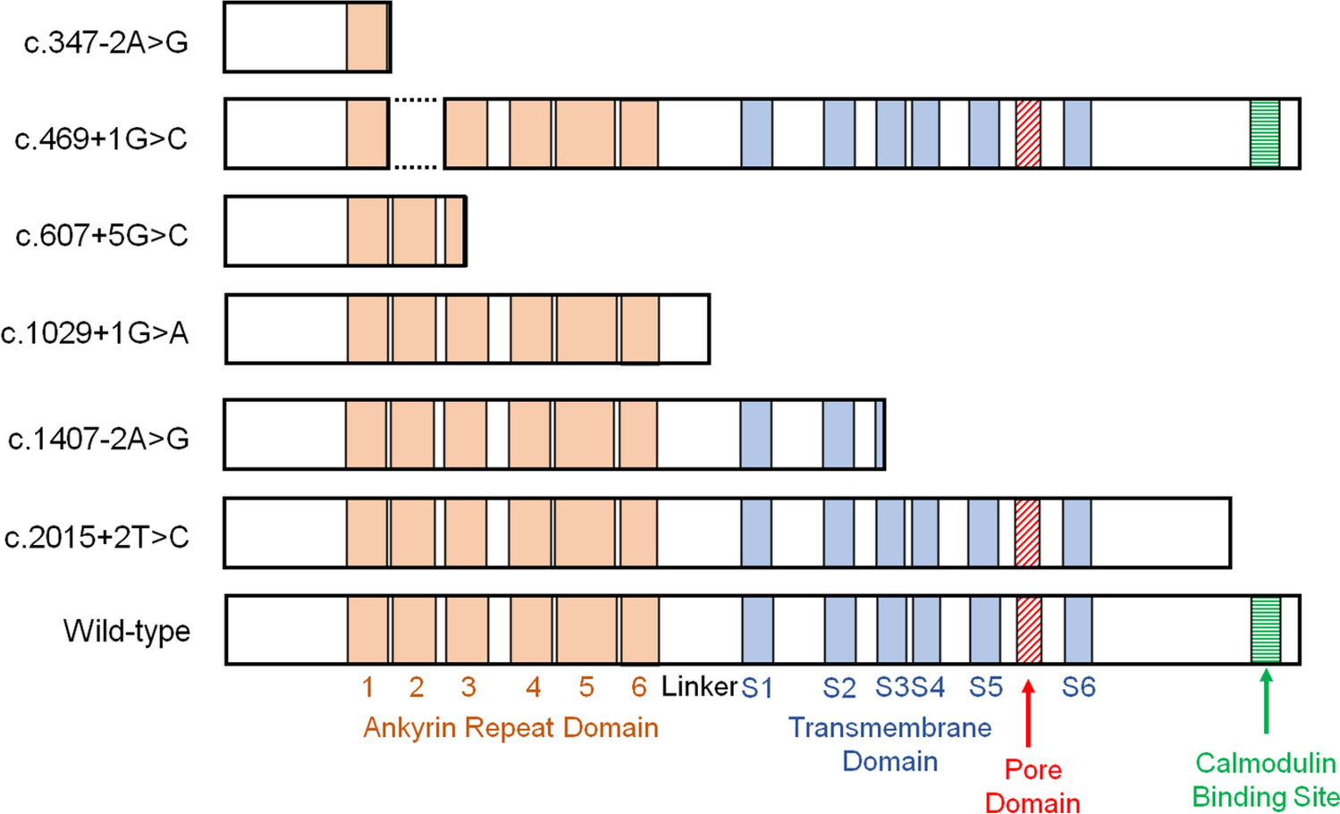 -related pancreatitis: natural history and the impact of the pancreas-specific deletion on pancreatitis in mice