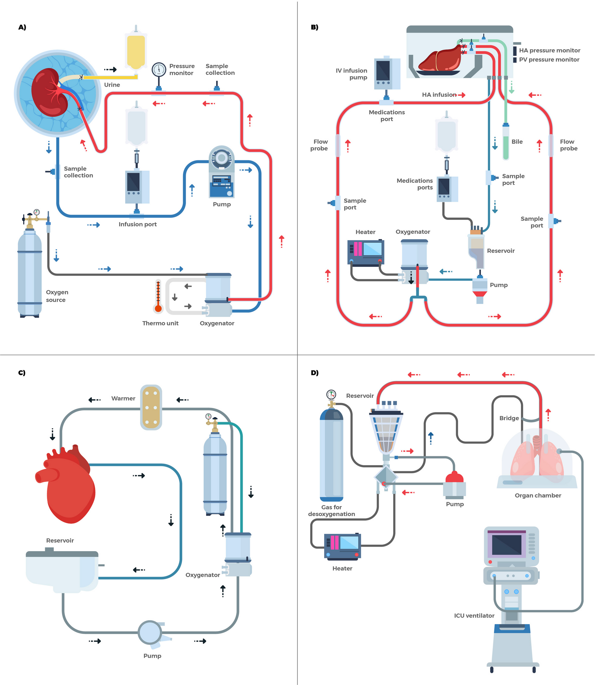 Advances in Organ Perfusion and Associated Infection Considerations After Solid Organ Transplantation