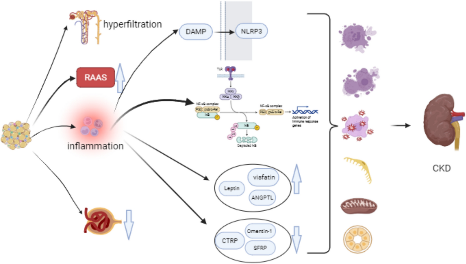Exploring the mechanisms of serum miRNA in obesity-related kidney injury