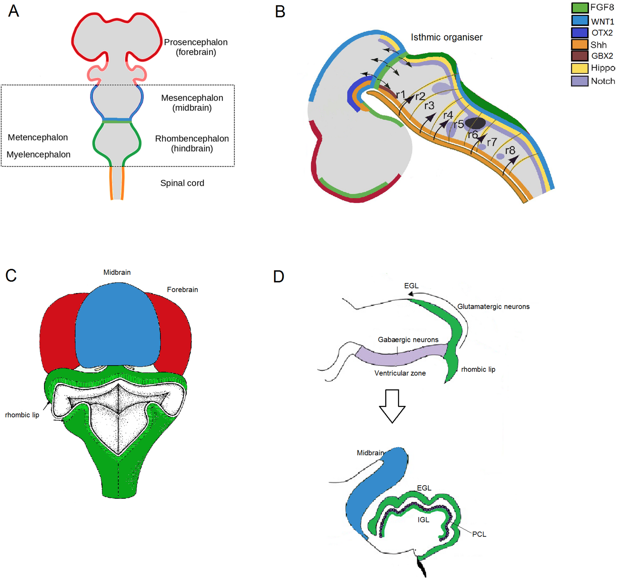 Genetic Insights in Hindbrain Abnormalities Through Network Analysis Expose Key Biological Pathways in Hindbrain Development