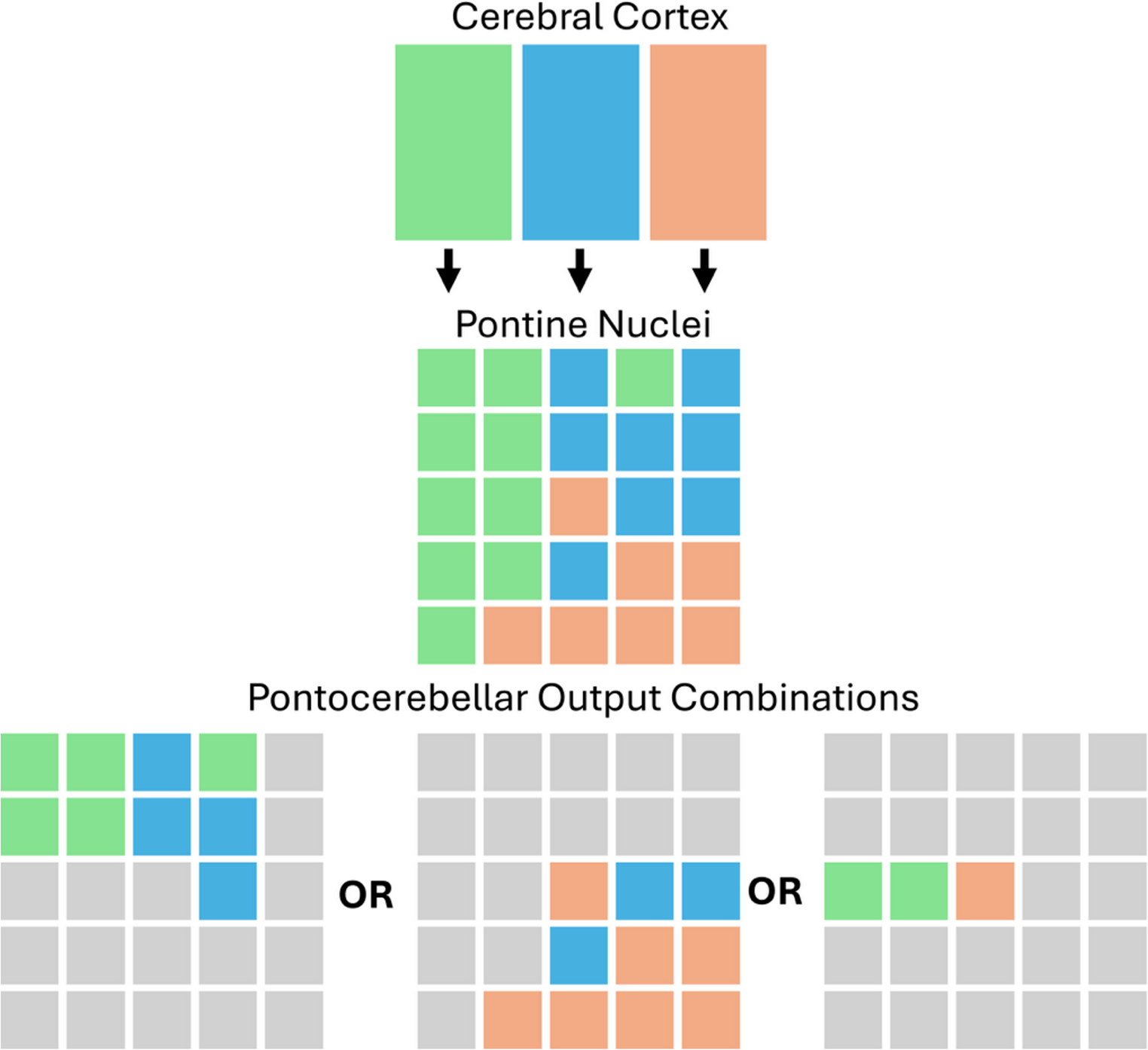 Pontine Functional Connectivity Gradients
