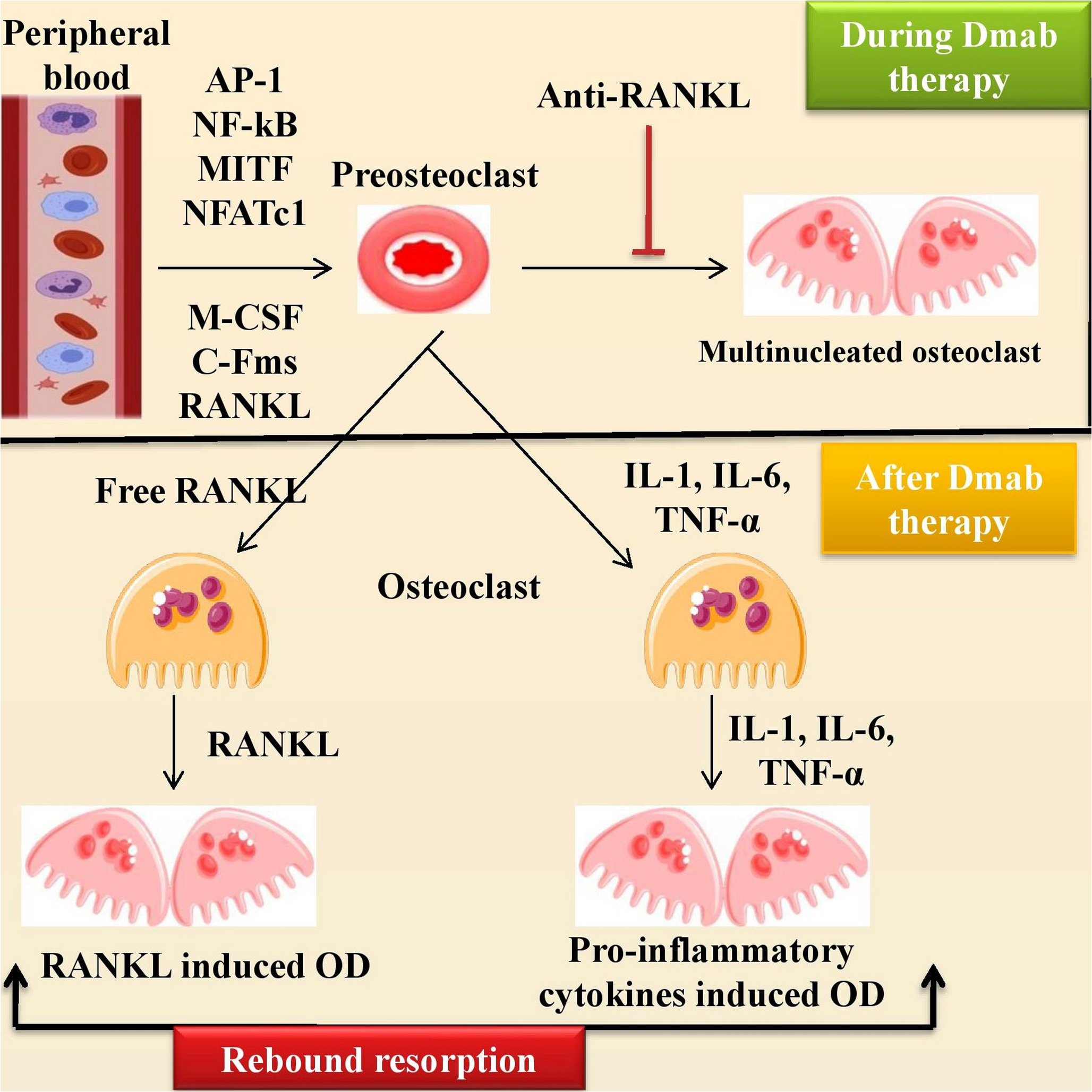 Denosumab Withdrawal and Rebound Bone Resorption: Molecular Mechanisms and Approaches for Treatment