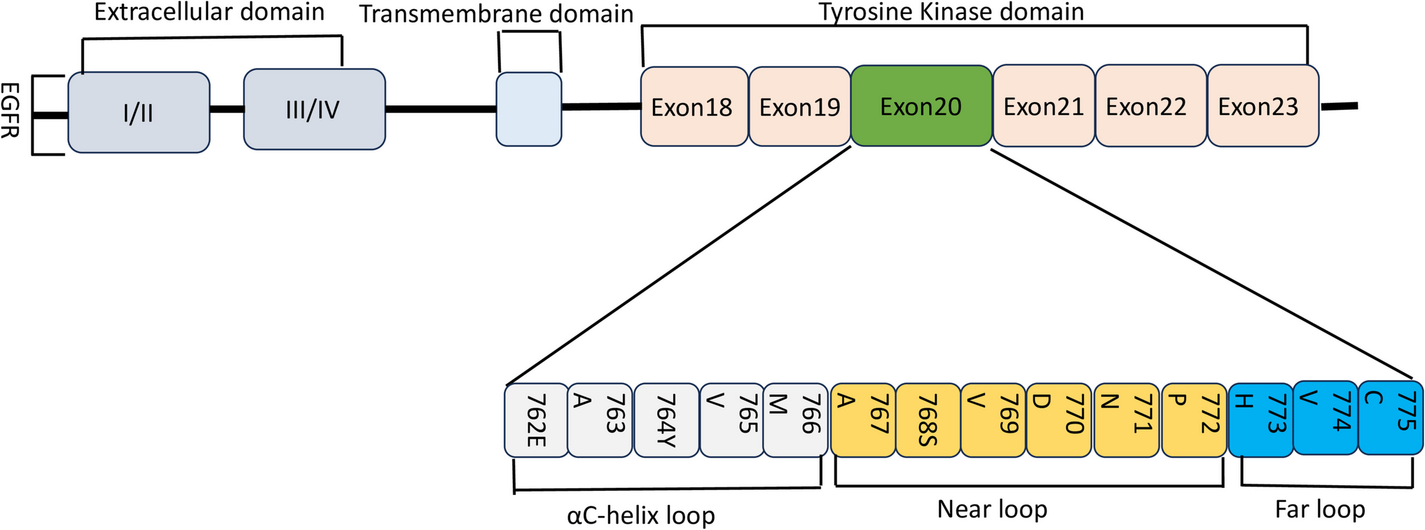 Sunvozertinib: a Promising Oral EGFR Inhibitor Approved for NSCLC with EGFR Ex20ins Mutations