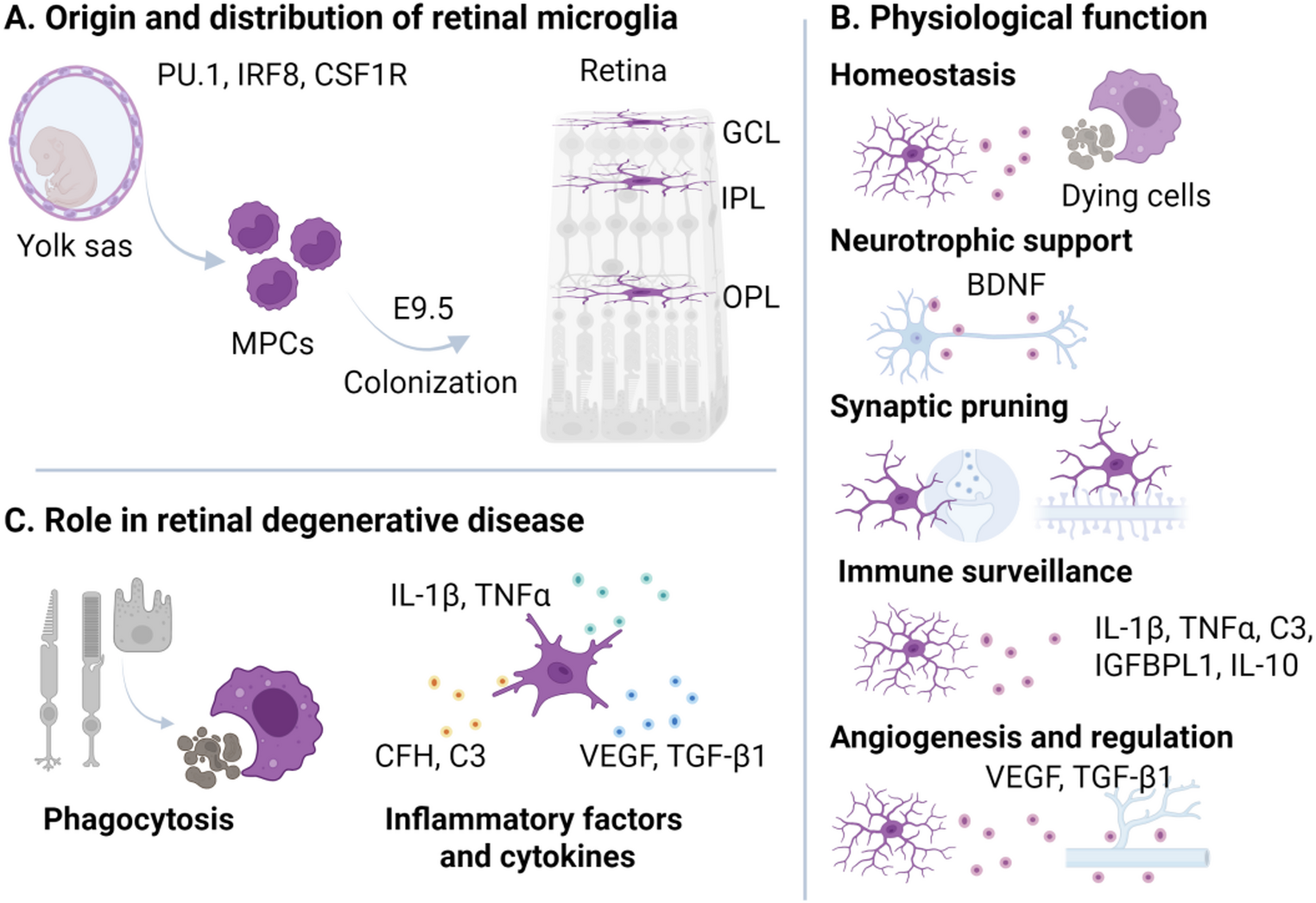 Exploring retinal microglia: development, degeneration, and iPSC-derived model systems