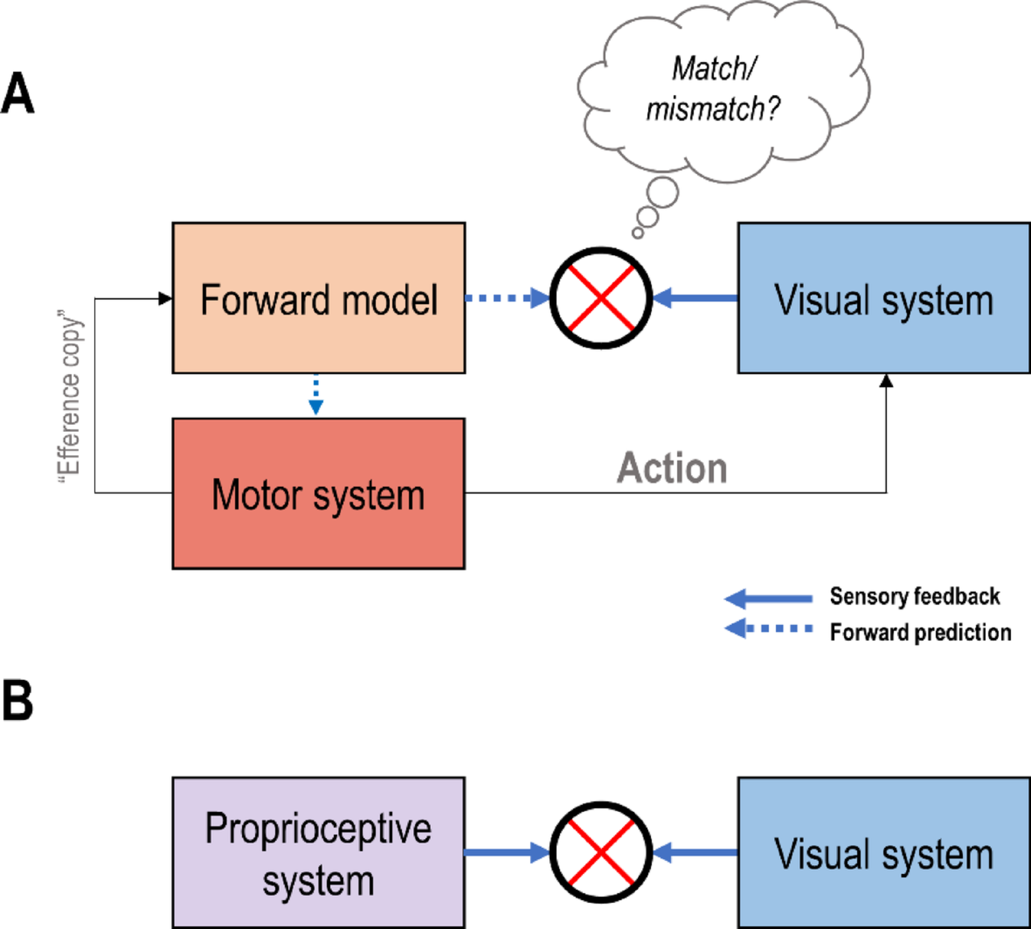Cortical candidates for self-other distinction based on visual and action cues: where do we stand?