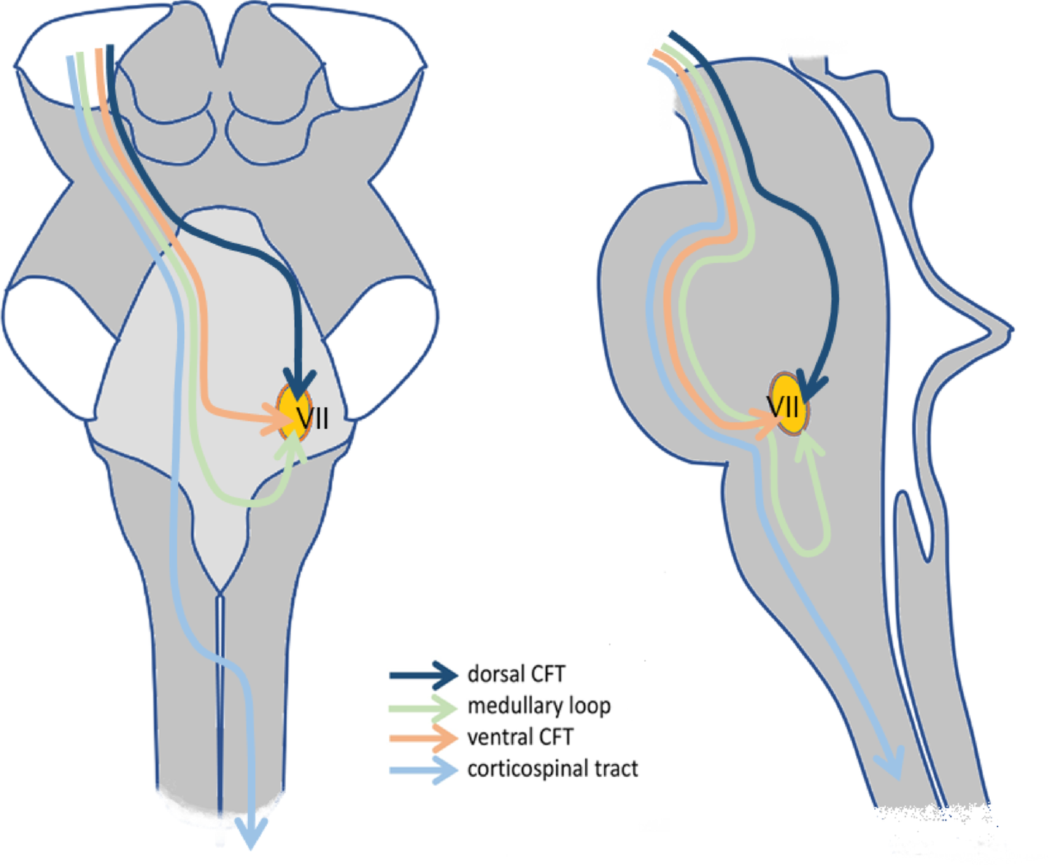 Tractographic description of the course of cortico-facial fibers in healthy humans: evidence for a dorsal pathway in the brainstem