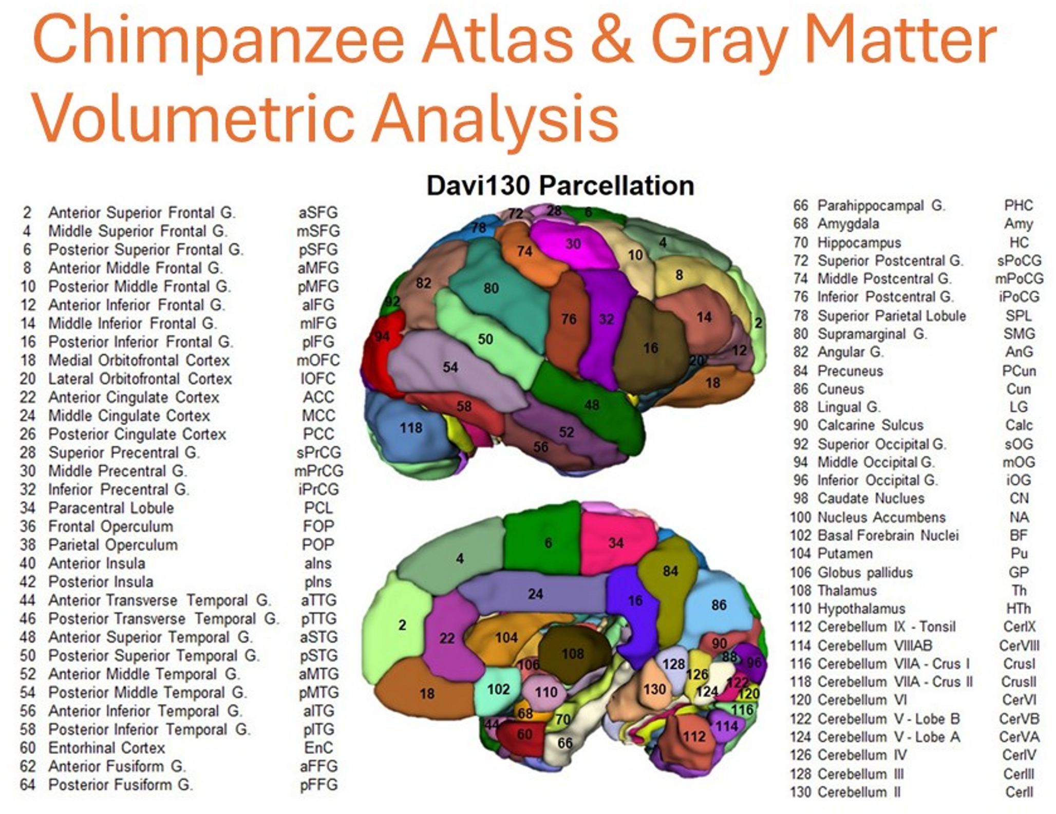 Heritability of gray matter volume and asymmetry in chimpanzees () and their association to cognitive abilities and tool use