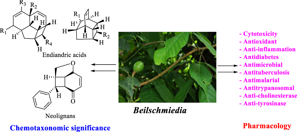 Beilschmiedia species: from chemistry to pharmacological values