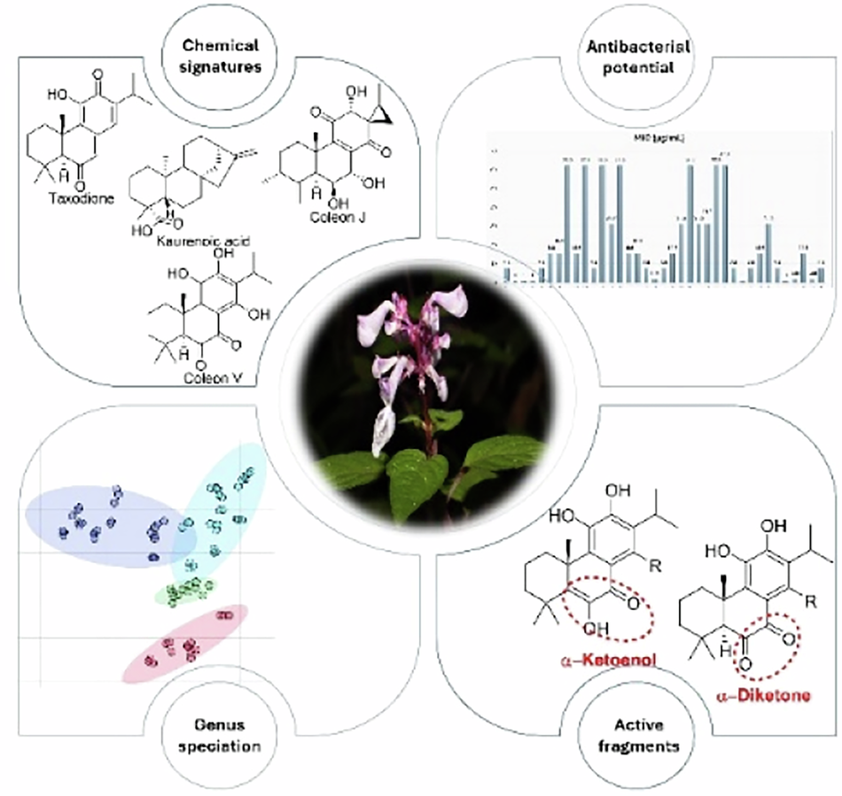 Acylhydrobenzoquinones influence the susceptibility of  towards abietanes and the speciation within