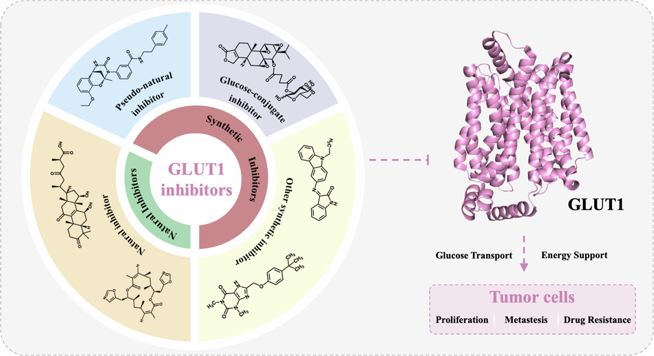 Direct targeting of GLUT1 in cancer: A decade of inhibitor discovery and medicinal chemistry insights