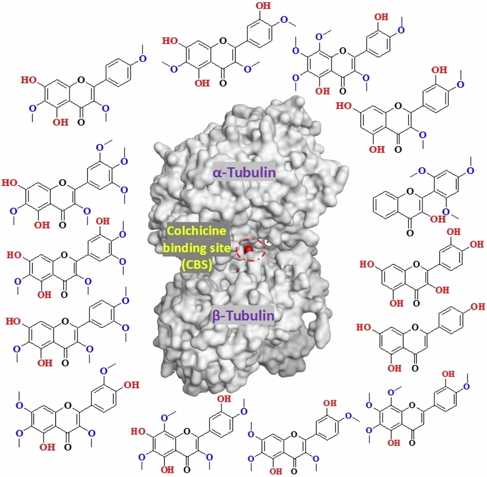 Flavonoids as colchicine binding site inhibitors: emerging scaffolds in anticancer drug design