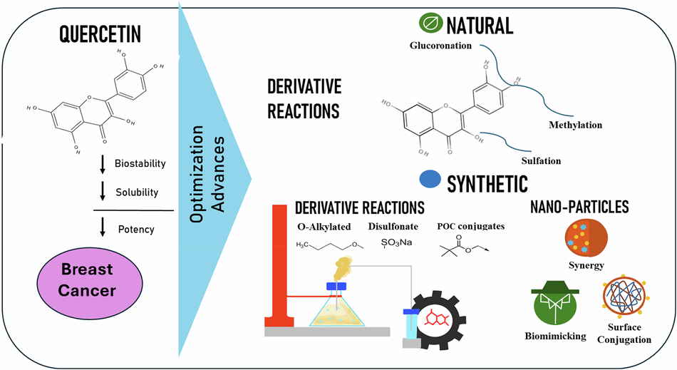 Advances in quercetin-based therapeutics for breast cancer: natural, synthetic, and nanotechnology-driven approaches