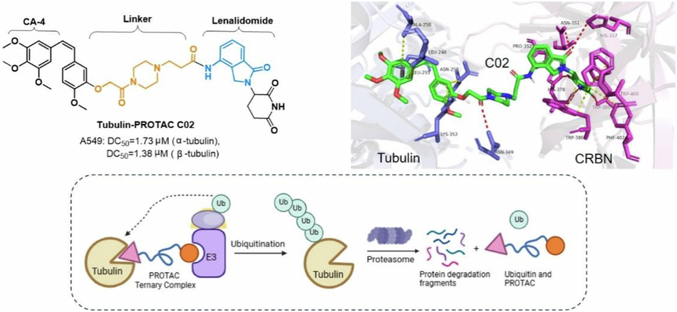 Design and synthesis of Cereblon-based PROTAC as novel potent degraders of α/β-tubulin