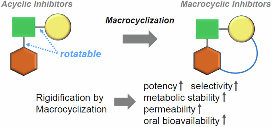 Macrocyclization in medicinal chemistry: updated strategies and applications