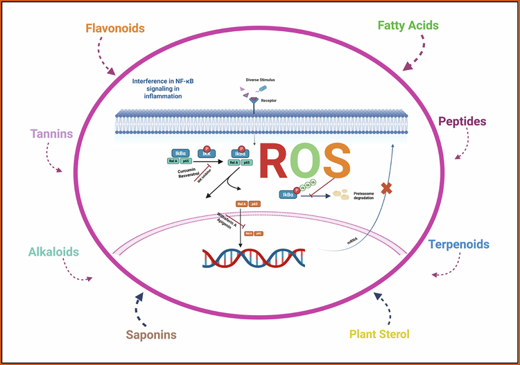 Natural products in medicinal chemistry: targeting inflammatory pathways with plant-derived compounds