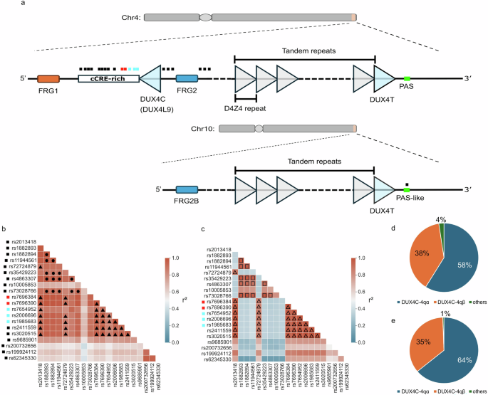 A new integrated genetic and transcriptomic approach for investigating DUX4 and DUX4C