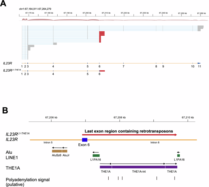 Ectopic co-expression of canonical and LINE1 and THE1A-exonizing IL23R transcripts in sarcoid myopathy