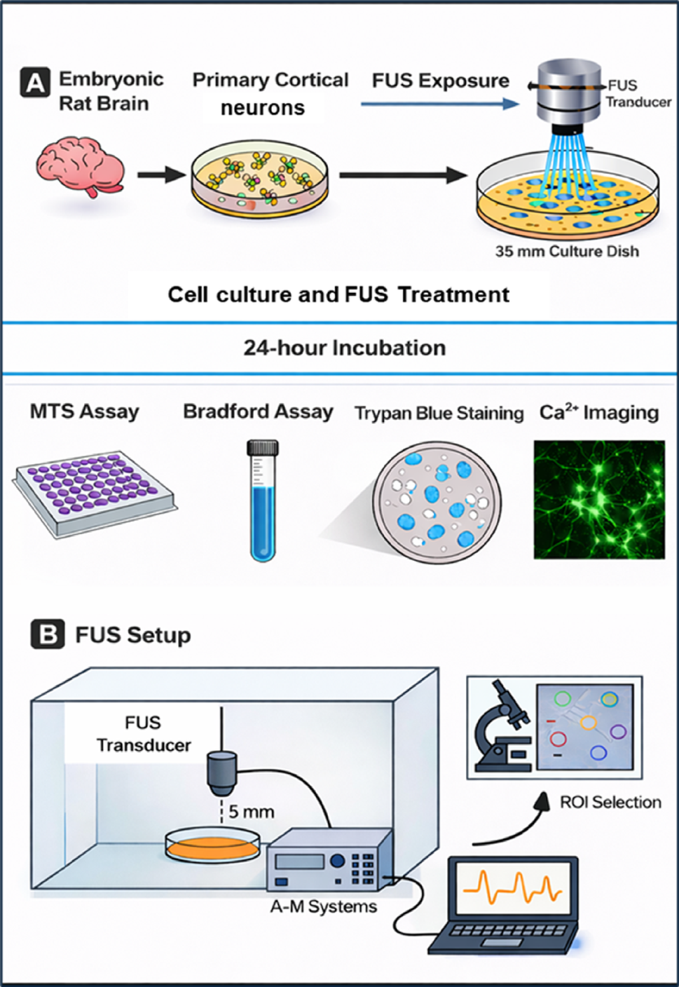 Noninvasive Focused Ultrasound as a Safe Modulator of Calcium-Dependent Neurochemical Signalling in Primary Cortical Cultures