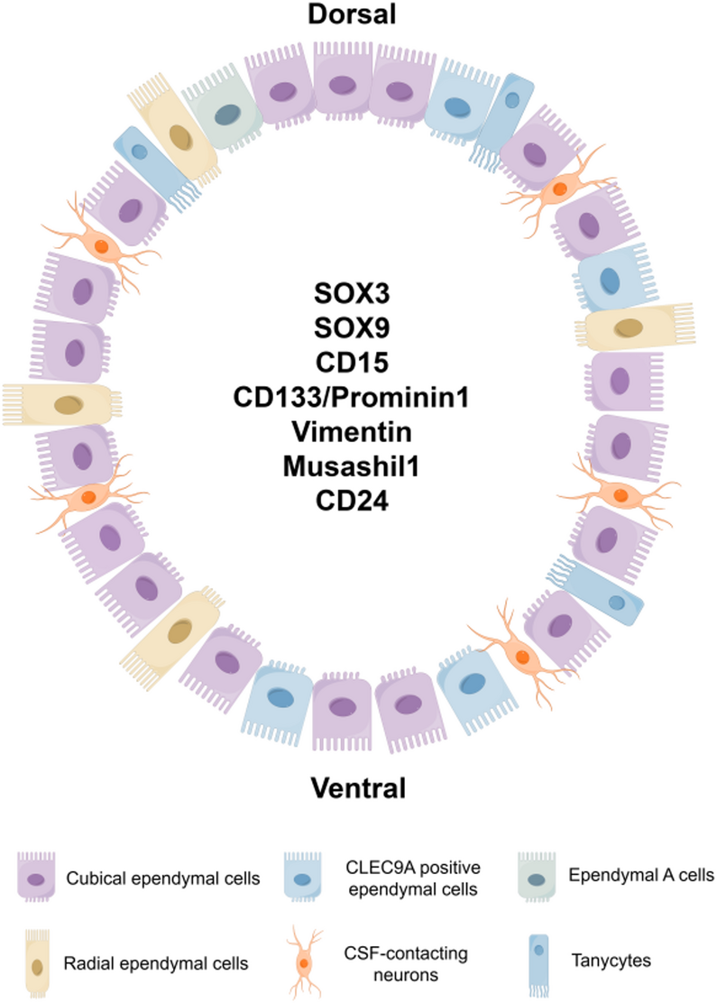 Harnessing Endogenous Neural Stem Cells: A New Frontier in Spinal Cord Injury Repair