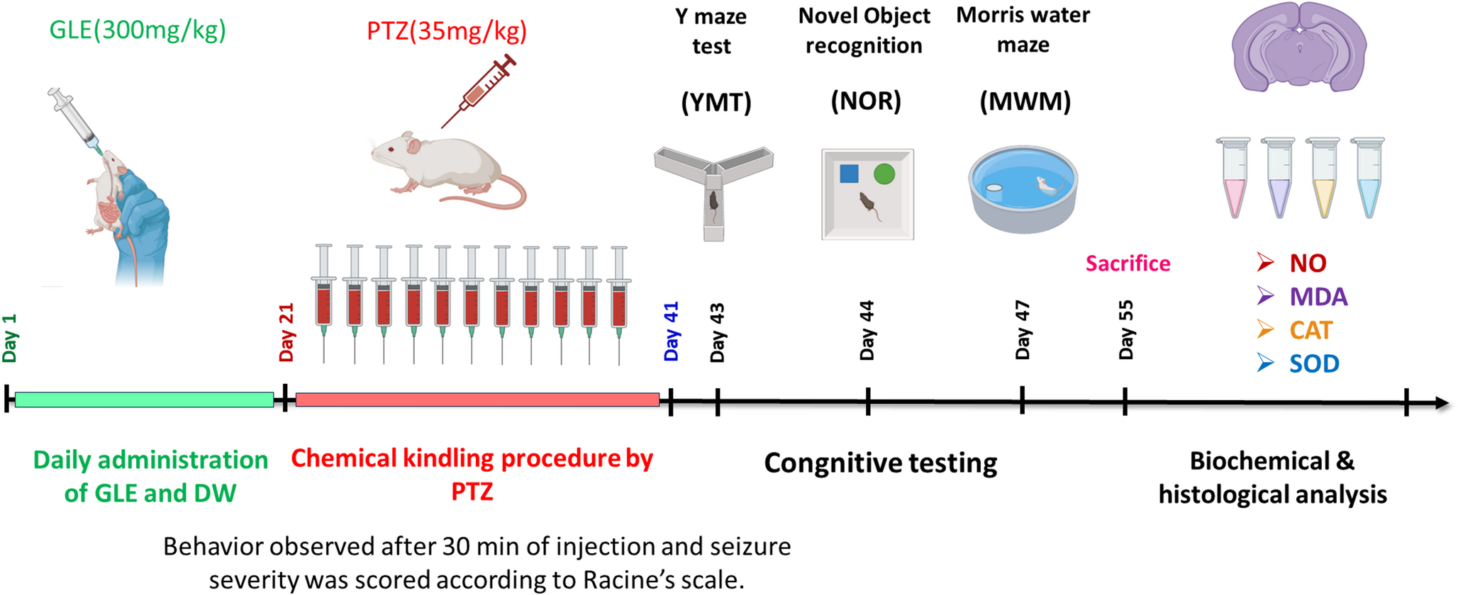 Exploring the Anticonvulsant and Neuropreventive Effects of  Extract in the Pentylenetetrazole-Kindling Model: Analysis of Cognitive Comorbidities Associated with Epilepsy