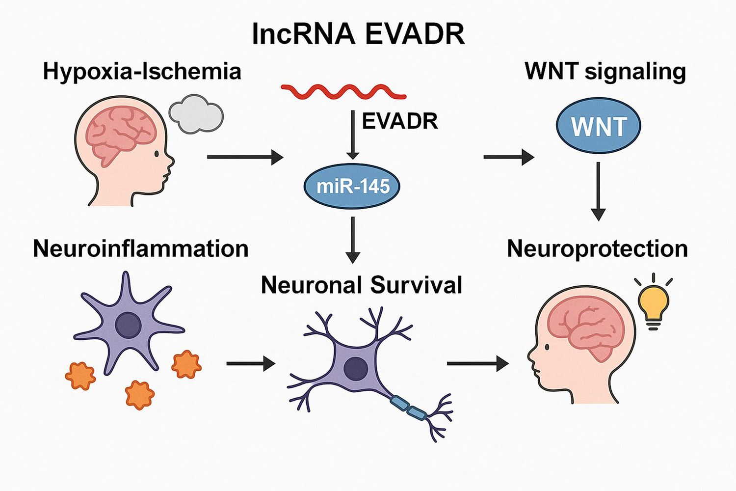EVADR lncRNA Mitigates Neonatal Hypoxic–Ischemic Brain Injury via the miR-145→WNT/β-Catenin Axis and Exhibits Biomarker Potential