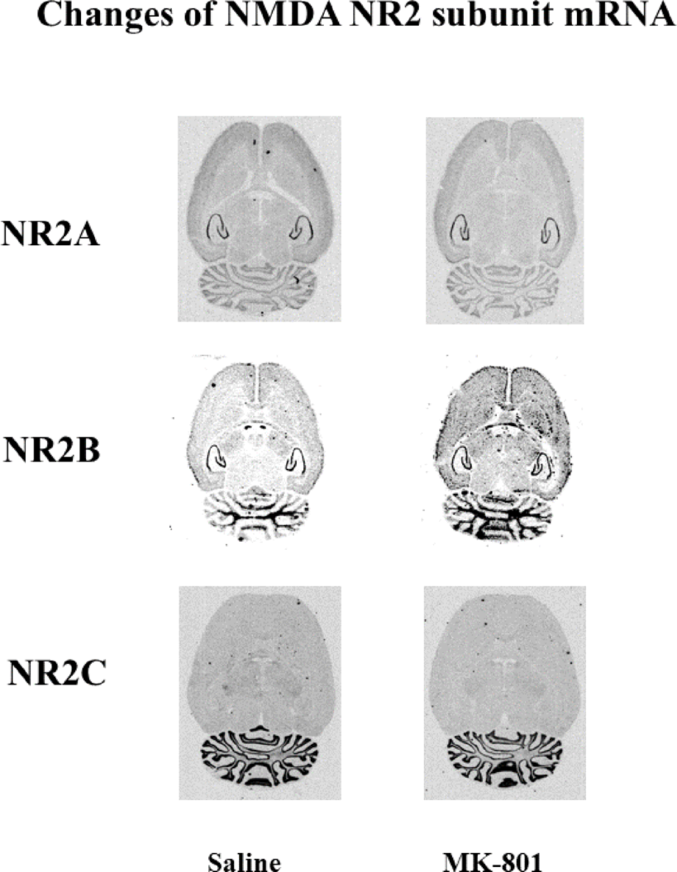 Correction: Modulation of the Levels of NMDA Receptor Subunit mRNA and the Bindings of [H]MK-801 in Rat Brain by Chronic Infusion of Subtoxic Dose of MK-801
