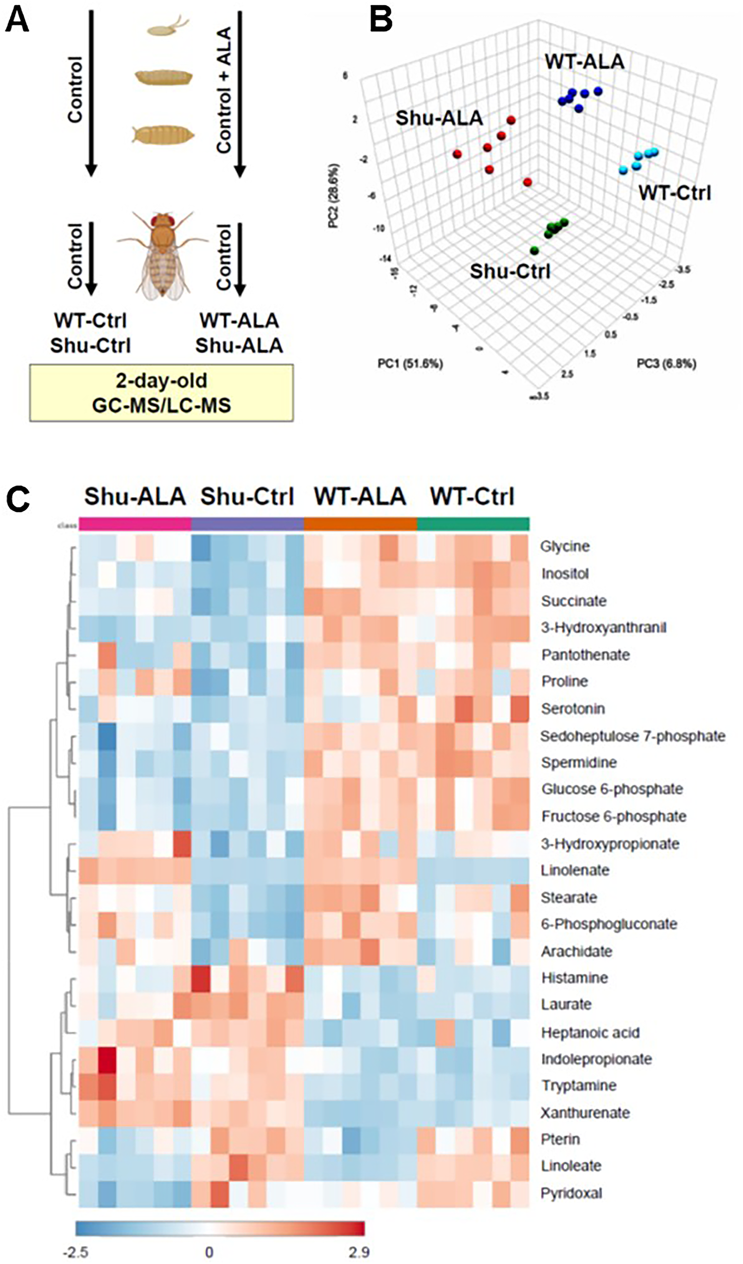 Metabolic Alterations Induced by a Seizure-Causing Sodium Channel Mutation and their Partial Normalization by Dietary α-Linolenic Acid in